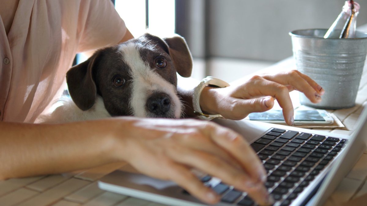 Female,Hands,Working,On,Laptop,With,Cute,Dog